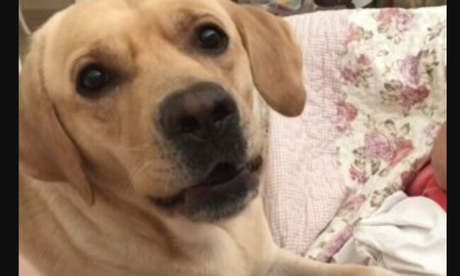 Labrador Retriever. Quelle: Youtube Screenshot