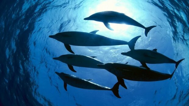 Gute Delphine: Geschichten über die Rettung der Menschen vor Haien
