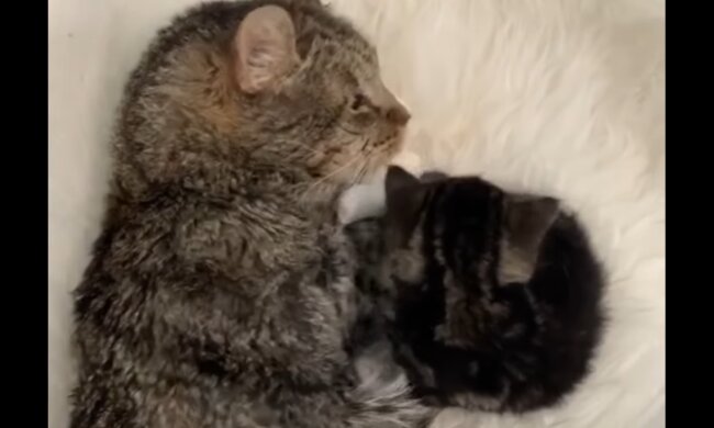 Kater Harrow und Kätzchen Noel. Quelle: Screenshot Youtube