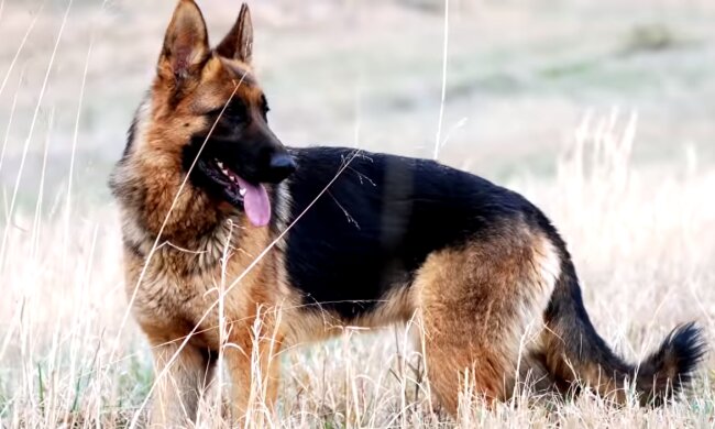 Der Hund. Quelle: Screenshot YouTube