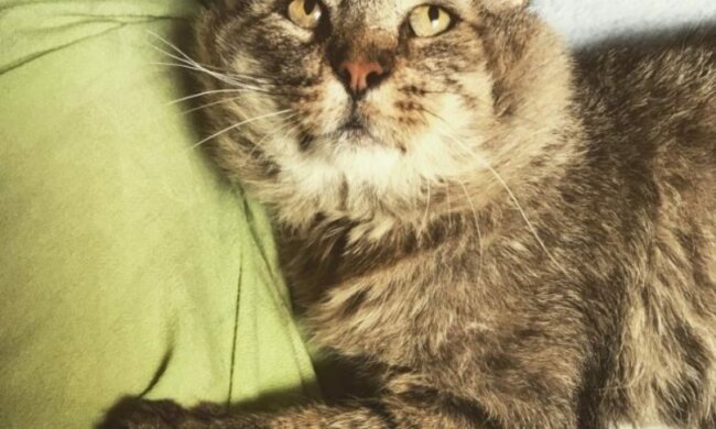 Der Kater lebte fast 10 Jahre lang auf der Straße, und als man versuchte, ihn zu fangen, entkam er geschickt