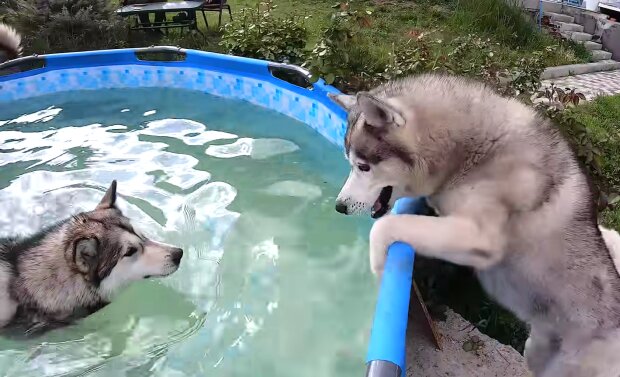Eine Hündin ist in den Pool gefallen und konnte nicht mehr herauskommen, aber ihr Freund, ein Hund, hat dabei geholfen