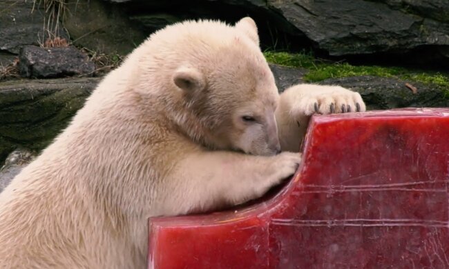 Berlin: Eisbärin Hertha feiert ihren zweiten Geburtstag