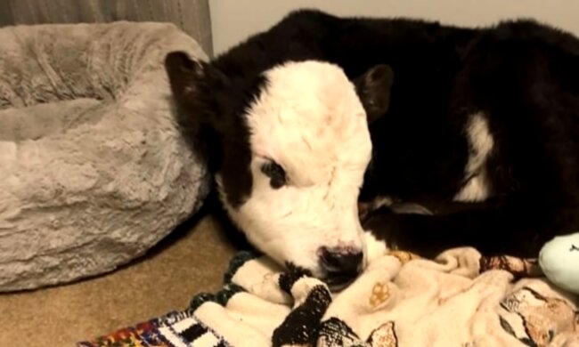 Bullenkalb. Quelle: Screenshot Youtube