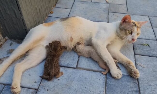 Mama-Katze. Quelle: Youtube Screenshot