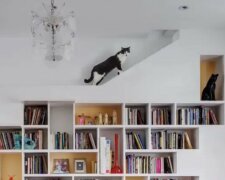 Katzenhaus: ein Ehepaar aus Brooklyn schuf das perfekte Interieur für ihre Tiere