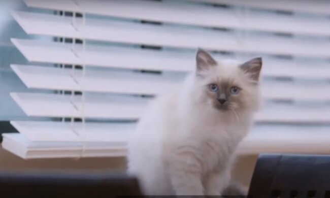 Die Katze. Quelle: Screenshot YouTube