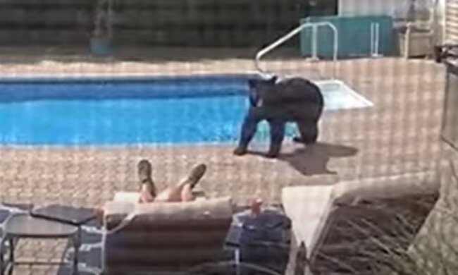 Der Bär brach in den Hof ein und weckte einen am Pool schlafenden Mann auf