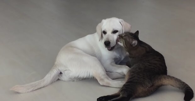 Ein obdachloses Kätzchen zitterte vor Angst, aber ein großer Labrador übernahm die Fürsorge für den Kleinen