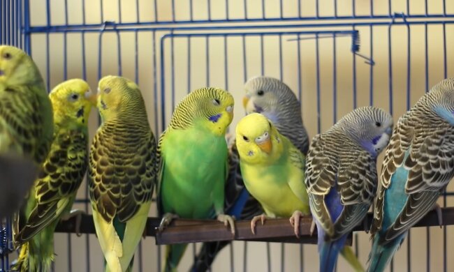 Papageien. Quelle: Youtube Screenshot