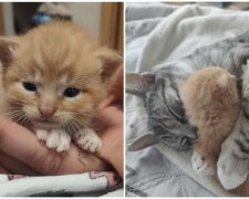 Kätzchen Mezo und Katze Malaika. Quelle: Screenshot Youtube