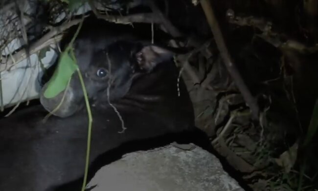 Mutter - Hündin. Quelle: Screenshot YouTube