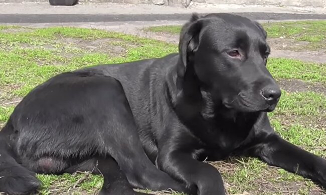Smokey. Quelle: YouTube Screenshot