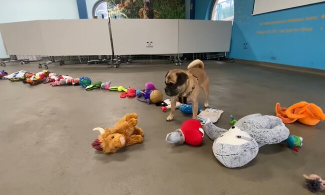 Tierheimhund. Quelle: Youtube Screenshot