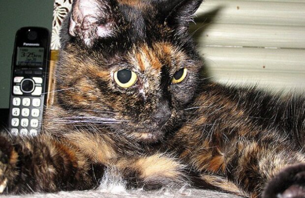 Die älteste Katze des Planeten: Creme Puff lebte 38 Jahre