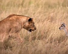 Die Löwin verlor ihre Babys, aber konnte ihren Kummer überwinden, indem sie eine kleine Antilope beschützte