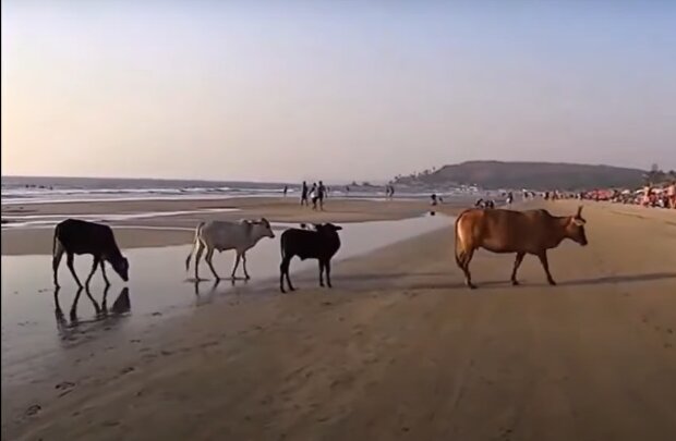 Kühe auf Korsika. Quelle: YouTube Screenshot