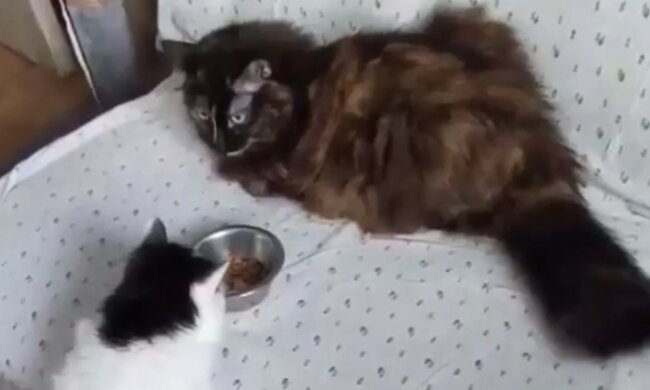 Unerwartete Auflösung der Geschichte. Quelle: Screenshot YouTube