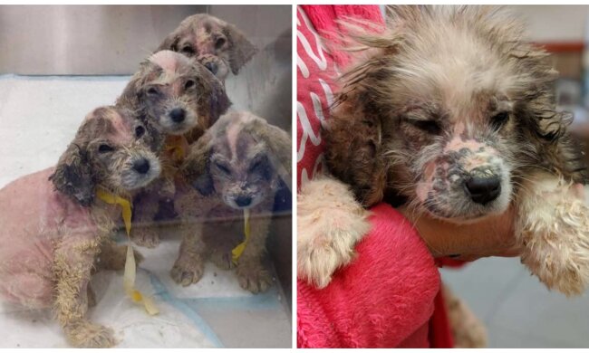 Kahle Welpen. Quelle: Screenshot