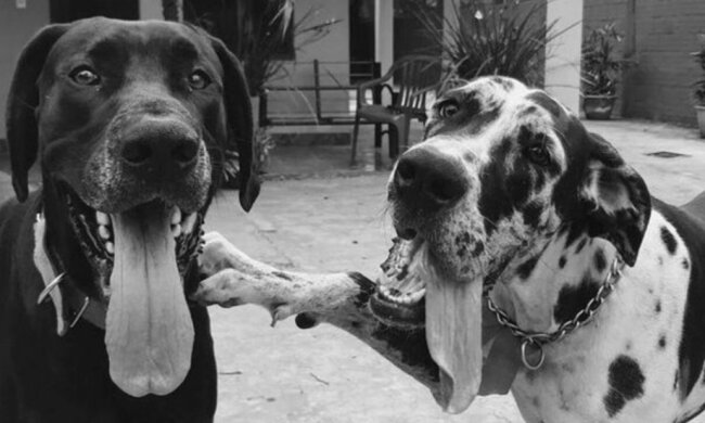 Gaspar mit Kaja. Quelle: petpop