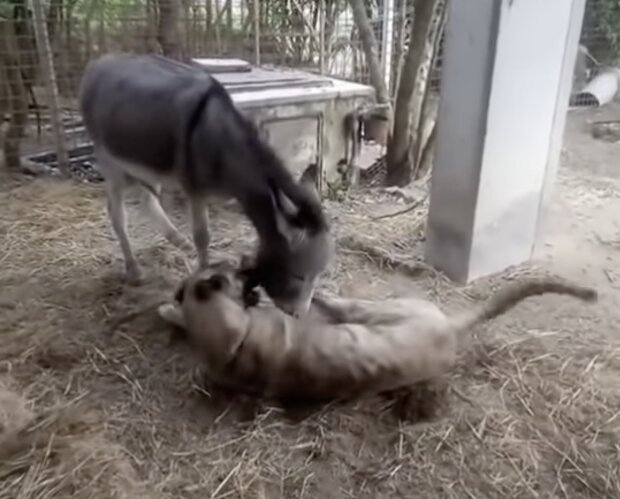 Esel und Hund. Quelle: Screenshot YouTube