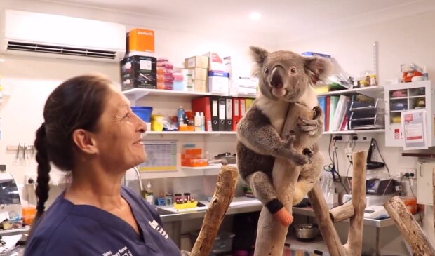 Ein Koala mit Prothese. Quelle: Screenshot YouTube