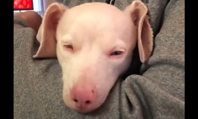 Pig. Quelle: YouTube Screenshot