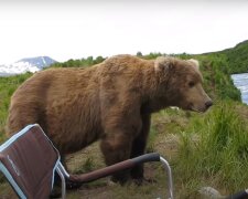 Bedürfnis nach Kommunikation: Der Mann war friedlich am Fischen, bis ein Bär aus dem Wald kam