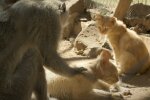 Affe und Katze. Quelle: Screenshot YouTube