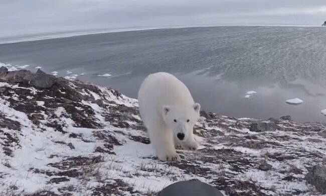 Ein gefundenes Eisbärenjunges. Quelle: YouTube Screenshot