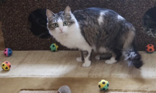 Katze. Quelle: Youtube Screenshot