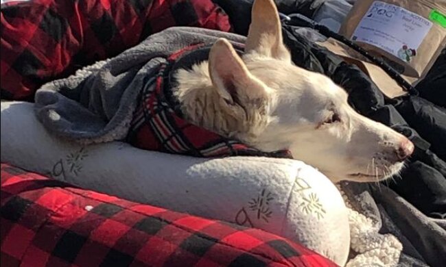 Echte Treue: Der Besitzer fährt den Hund, der nicht laufen kann, durch den Park