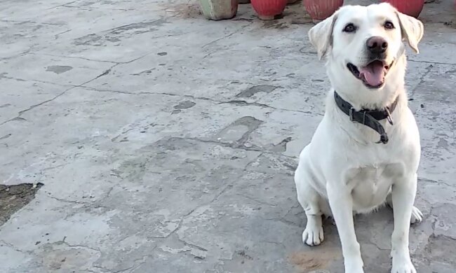 Neuer Mitbewohner: Ein gutmütiger Hund brachte seinen lustigen Freund mit nach Hause