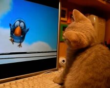Katze guckt Fernseher. Quelle: Youtube Screenshot