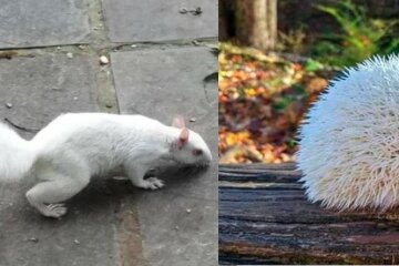 Seltene Albino-Tiere, die mit ihrer außergewöhnlichen Schönheit überraschen
