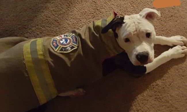 Ein Hund mit einer ehrenvollen Aufgabe. Quelle: Screenshot YouTube