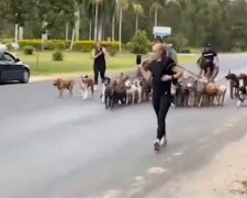 Ein Spaziergang mit vielen Hunden. Quelle: Screenshot YouTube