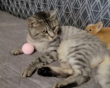 Kaninchen und Katze. Quelle: Youtube Screenshot