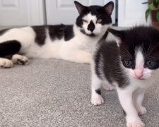 Katze und Kätzchen. Quelle: YouTube Screenshot