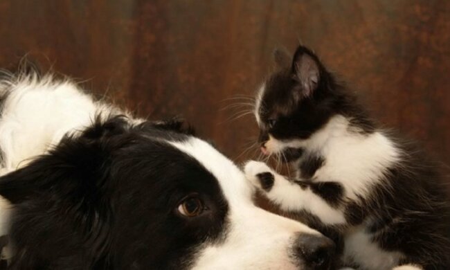 Der Hund konnte weder hören noch sehen und hatte sogar Angst zu laufen, doch ein neuer Freund veränderte sein Leben