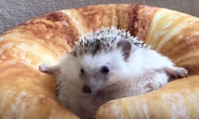 Igel. Quelle: Screenshot YouTube