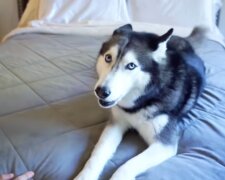 Husky. Quelle: Youtube Screenshot