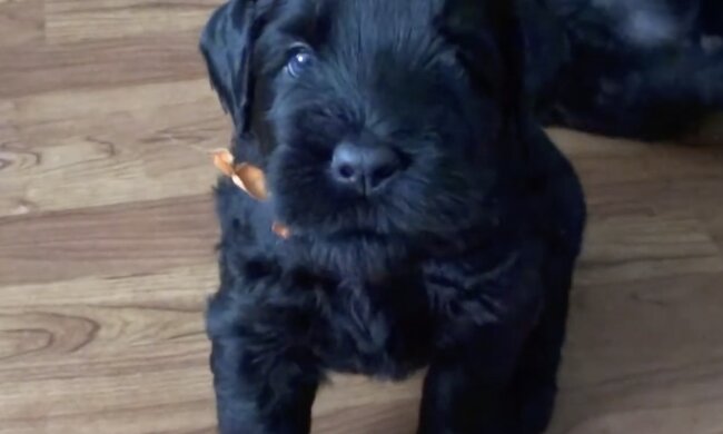 Welpe. Quelle: Screenshot YouTube