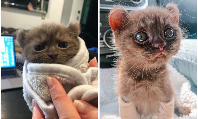 Süßes Kätzchen. Quelle: Screenshot Youtube