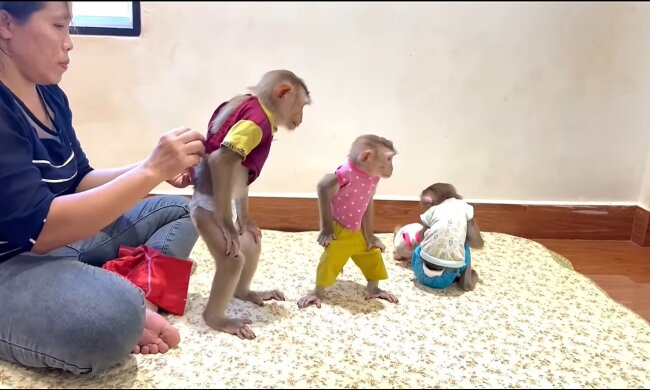 Frau zieht vier Affen wie ihre eigenen Kinder auf. Quelle: Youtube Screenshot