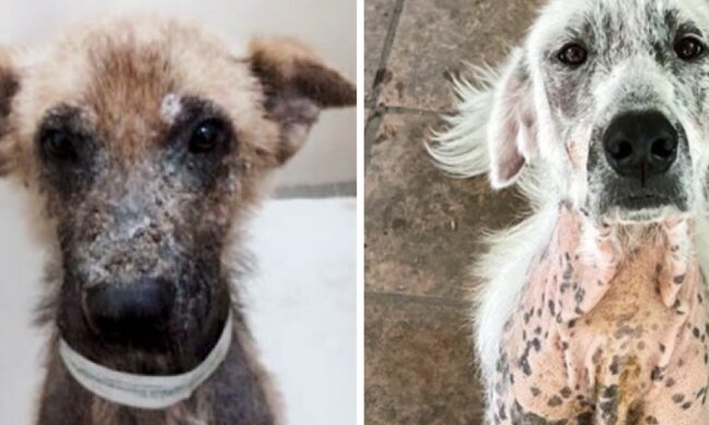 Hund. Quelle: Screenshot