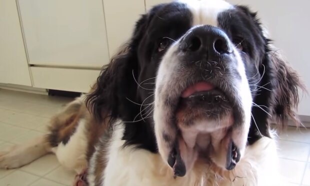 Der Hund. Quelle: Screenshot YouTube