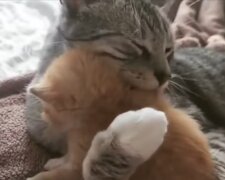 Kätzchen Mezo und Katze Malaika. Quelle: Screenshot Youtube