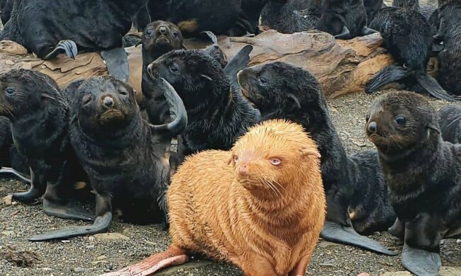 Das hässliche Entlein: Ein Biologe entdeckt eine seltene rote Albino-Pelz-Robbe