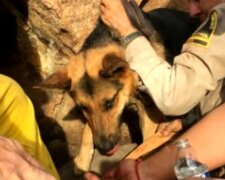 Irgendwo wimmerte ein Hund: Er war auf den Grund der Schlucht gefallen und zwischen den Felsen stecken geblieben